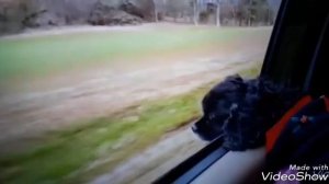 ?26. #Собака ушла на радугу??  вспоминаю свою ушедшую в пршлом 2017 году собаку???