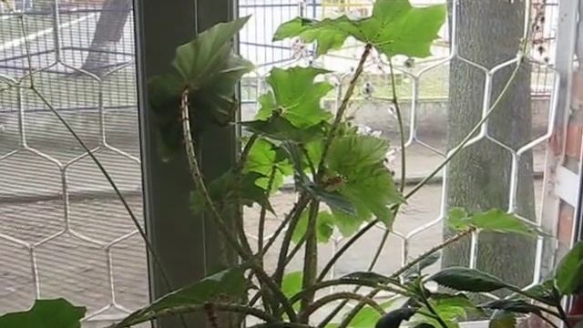 Моя цветущая бегония "Воротничковая" (Begonia manicata)