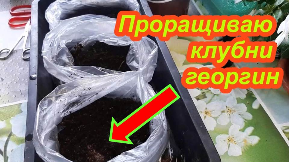 Георгины