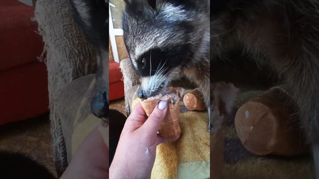 #ямыилюша #помощьбездомнымживотным #raccoon #анапа #reels #собачки #юмор смотреть онлайн