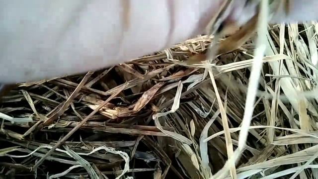 jamur merang смотреть онлайн