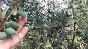 Как собирают оливки в Греции