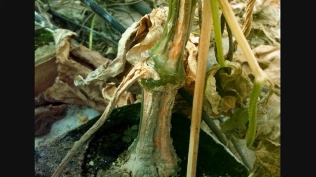 Устали от корневой гнили огурца. Наш действенный способ борьбы с корневой гнилью. смотреть онлайн