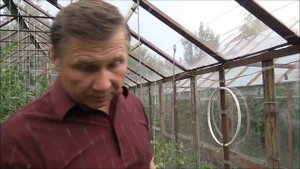 БАКЛАЖАНЫ и ПЕРЦЫ: пора собирать УРОЖАЙ! Искусственное опыление БАКЛАЖАНОВ