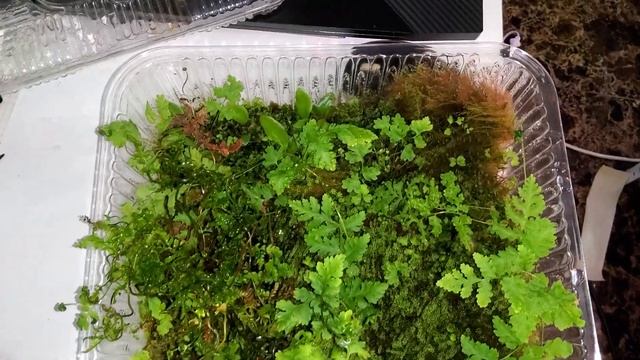 Микросорум Таиландикум смотреть онлайн