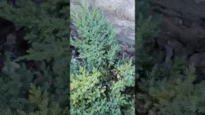 #ниваки #хвоя #хвойныерешения # стрижка хвойных