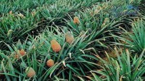 Видоизменения корня. Какими они бывают? Самые необычные видоизменения корня.