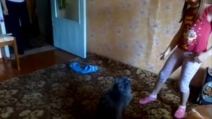 Кошка как собака! Защищает хозяина.