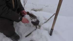 Рыбалка на Налима / Река только встала, а мы уже с уловом ( #серия1 )