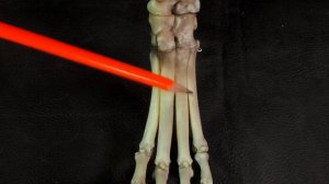 кости стопы домашних животных (заплюсны, плюсны, пальцев)