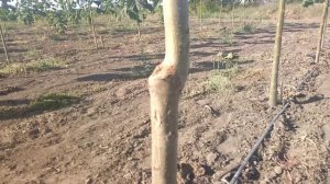 Павловния, как получить ствол более 4-5 метров