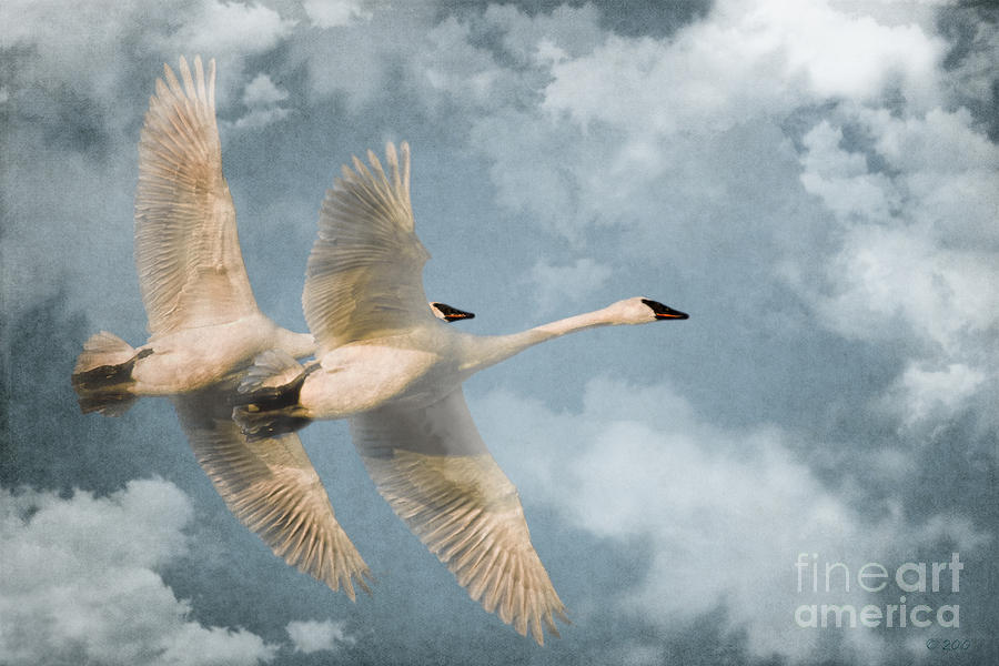 Лебедушка летала песня. Лебеди летят. Полет лебедя. Лебедь в полете. Лебеди в небе.