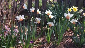 Pink Charm Daffodils Dancing in the Wind, Narcissus in my garden