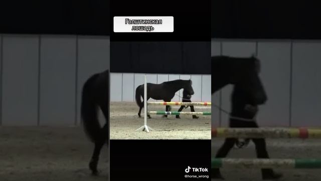 голштинская лошадь)) #лошади #породы #лошади_моя_стихи #love_horse