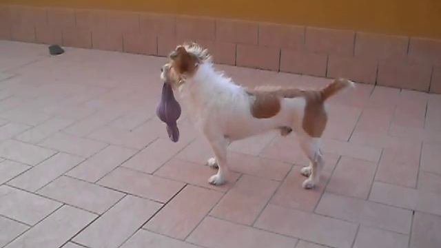 JACK RUSSELL TERRIER BROKEN ,CIAKY R'N'R PLAY... смотреть онлайн