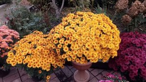 Обзор сортов хризантем мультифлора. Часть 2