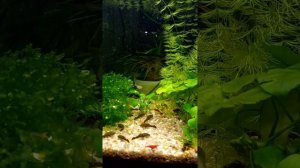 Аквариум 20 л. Креветки, сомики анциструсы, гуппи.