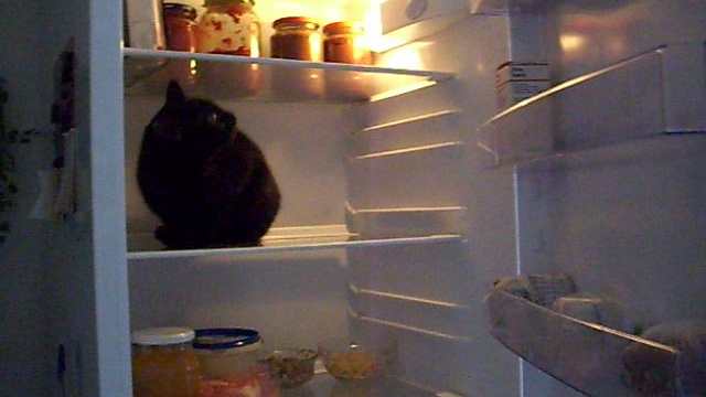 Кошка в холодильнике				