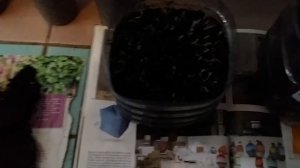 Посадка семян?Кипариса?Пирамидального)?