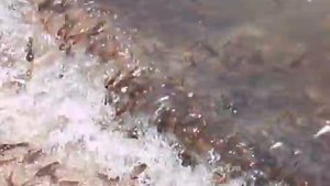 Азовское море, замор бычка!