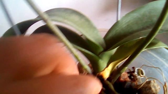 😢😢Coisas que acontece com as phalaenopsis, dica: como tratá podridão da phalaenopsis смотреть онлайн