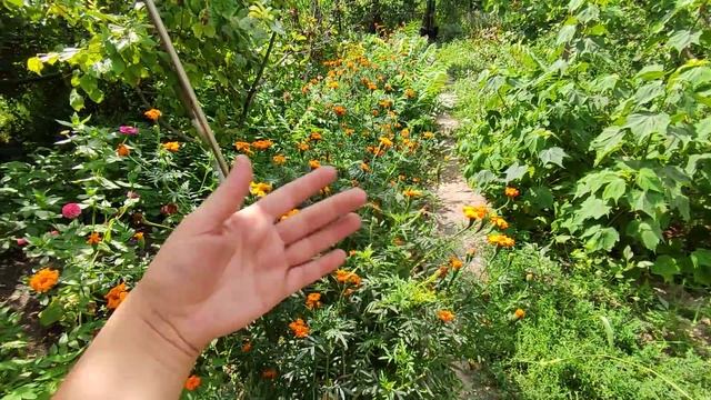 Наш Дом в деревне запустел и зарос! Живём в джунглях) смотреть онлайн