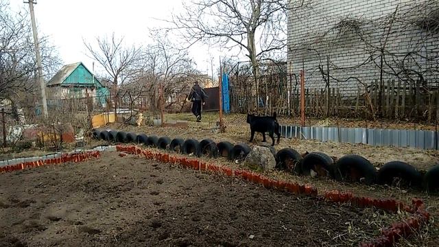 Охранные собаки кане корсо и чихуа)) часть 2