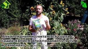 Азбука сидератов. Ч.5. Люпин-отравитель! Люпин СИДЕРАЛЬНЫЙ и люпин КОРМОВОЙ. Отличия ОЧЕНЬ ВАЖНЫЕ!