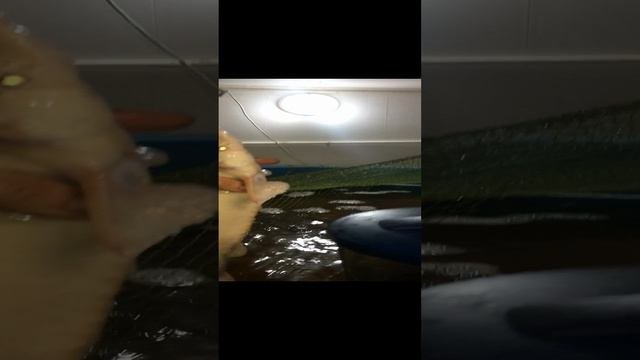 Красивенький ОСЁТР АЛЬБИНОСИК.
