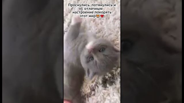 Проснулись, потянулись и с отличным настроение покорять этот мир?❤️