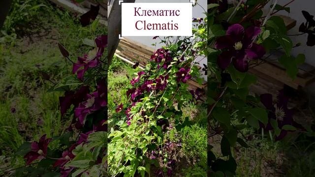 Клематис (Clematis)