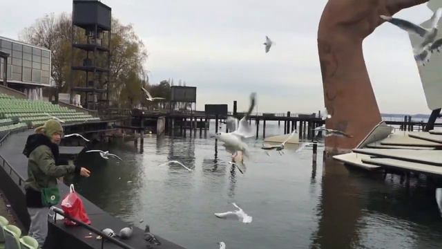 Кормление чаек смотреть онлайн