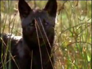 Жизнь волков - Национальная география