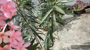 Kaner Plant Care and Propagation || Grow Oleander Plant With Cutting ||