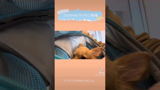 コロちゃん狂犬病のワクチンを打ってきました🐶💉✨