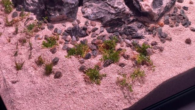 Bucephalandra Aquascape, easy high tech aquarium. смотреть онлайн