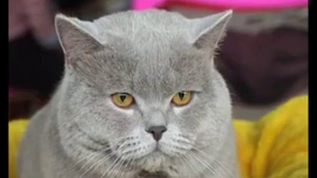 Британские короткошёрстные кошки