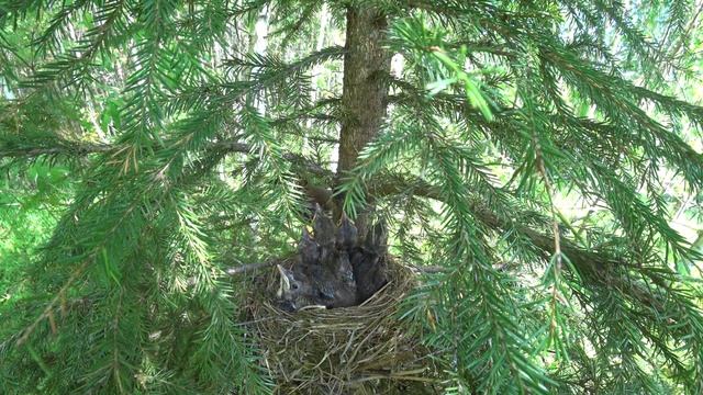 Дрозд кормит своих птенцов и сразу убирает за ними помёт.