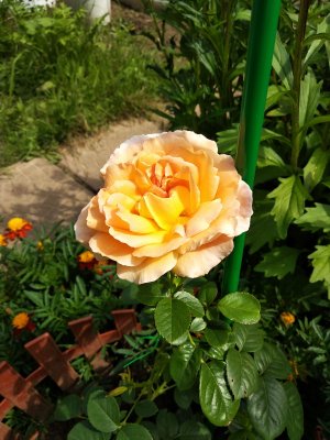 роза Полька, роза Леонардо да Винчи, шалфей, чистец, Вероника, овсянница. Начало сезона 2022