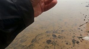 Хотели половить Тиляпию, а клевали Щуки. Рыбалка на спиннинг в Удомле.