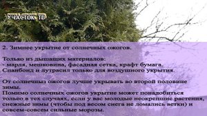 Профилактика и Лечение Солнечного Ожога Туи - ТУЯ ПОЖЕЛТЕЛА - Как Спасти Тую