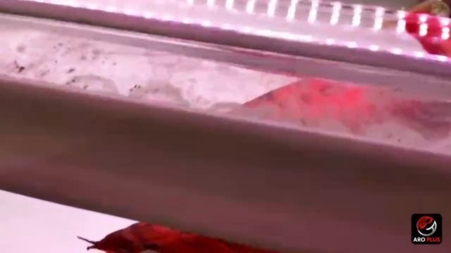 Episode 5 Led T10 ARO PLUS By NC Review смотреть онлайн