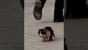 " Счастье" ( он шёл по улице и тихо плакал)  Ольга Николаева. Читает Светлана Хорошавина.