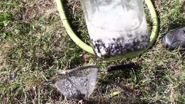 How To Save Lots Of Musa Velutina Banana Seeds - Pink Bananas смотреть онлайн