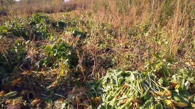 последний урожай!!!//уборка кормовой свеклы//заготовка кормов коровам
