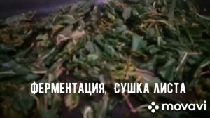 ЧЕРЕМУХА, ее свойства и сушка