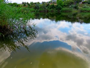 Лягушки в вечерних облаках.
