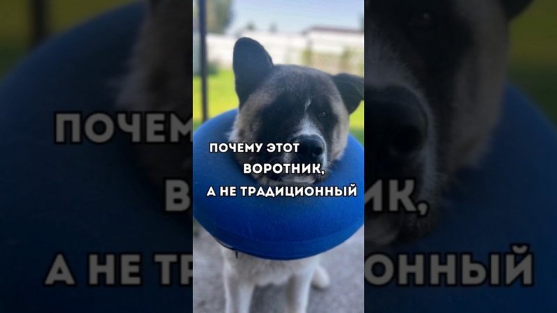 Почему этот воротник,а не традиционный