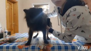 Стригу свою собаку !!!