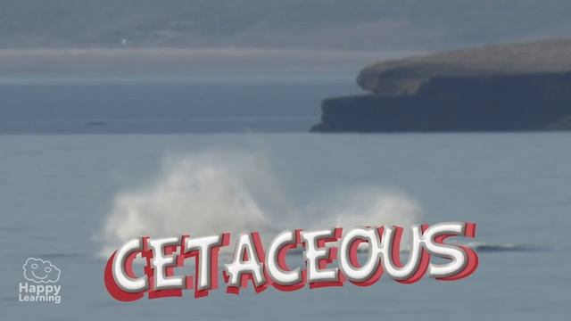 The Dolphin | Educational Video for Kids. смотреть онлайн